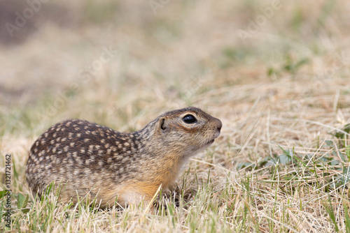 Gopher stands in the grass on a summer day close up
