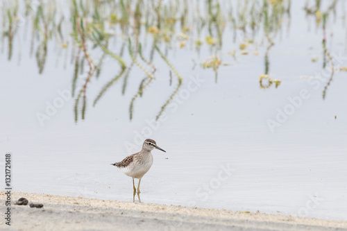 Wood sandpiper on a sandy shore near the water