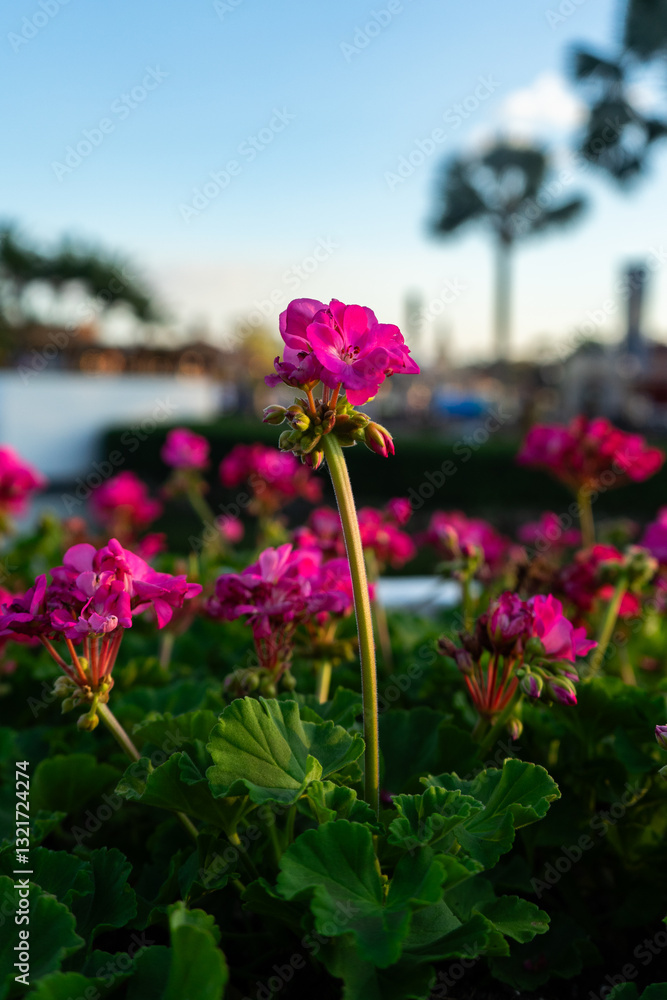 Pink flowers in a garden bed