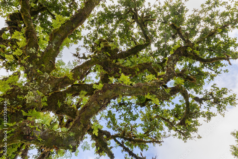 Obraz premium Fanal Forest is a stunning site on the north coast of Madeira Island, Portugal where ancient Laurel trees are shrouded in an enchanting misty landscape