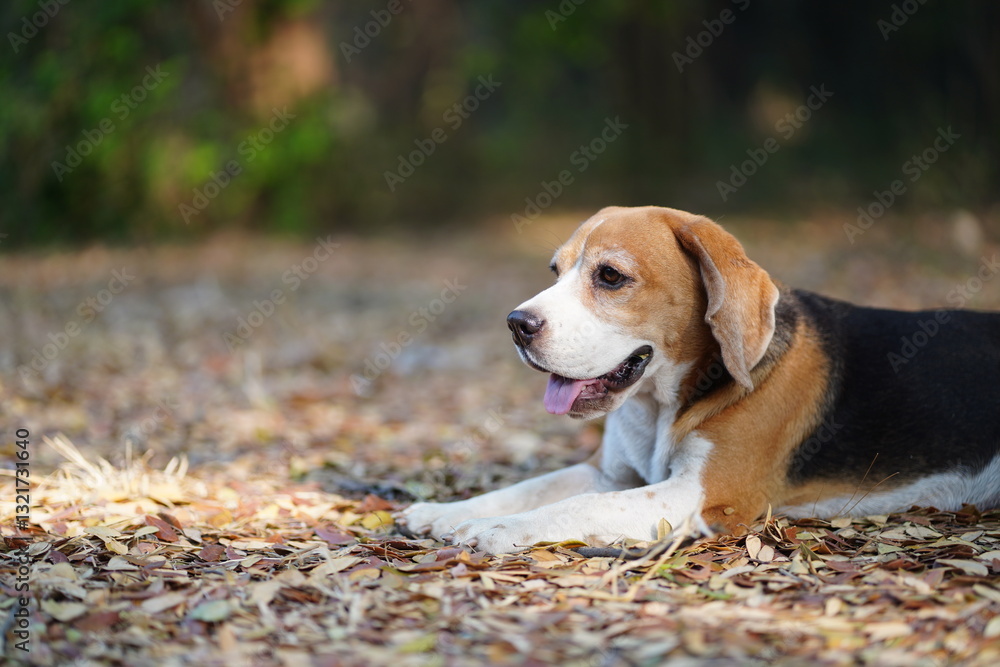 Beagle Dog Relaxing Outdoors on a Sunny Day Surrounded by Fallen Leaves Beagle Dog Relaxing Outdoors on a Sunny Day Surrounded by Fallen Leaves