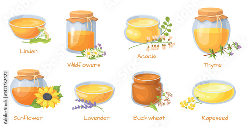 Cartoon honey jars. Honeys mead different type in glass jar or pot, acacia sunflower buckwheat thyme syrup medicine jam ingredients healthy food breakfast, neat vector illustration