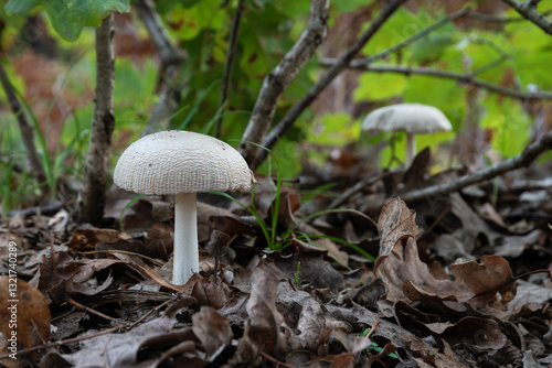 White mushroom on forest floor with tall stalk and wrinkled cap surrounded with dry leaves