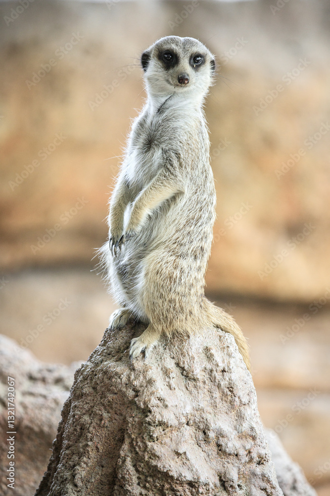 Fototapeta premium Alert Meerkat Standing on a Rock