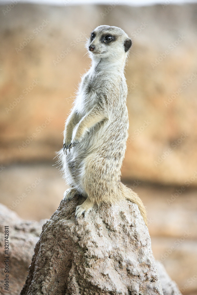 Fototapeta premium Alert Meerkat Standing on a Rock