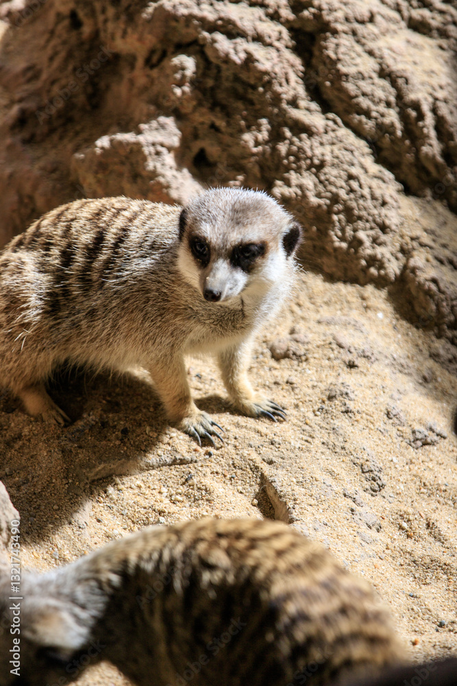 Fototapeta premium Curious Meerkat Digging in the Sand