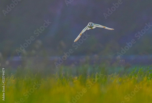 Barn Owl (Tyto alba) hunting in grassland on a summer evening, Gloucestershire, England
