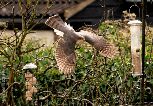 Sparrowhawk (Accipiter nisus) hunting near bird feeders in a garden