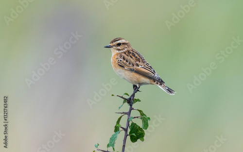Female Whinchat (Saxicola rubetra) in Gloucestershire on passage