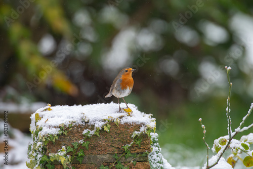 A Eurasian robin in the snow in an English garden in January