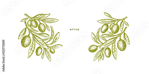 Olive branch, green fruits Greek oil tree Bio food