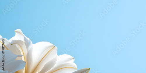 soft pwhite ivory lilies on blue sky background. trendy, concept women's day, march, 8th . Wallpaper background. , top view, copy space, spring, summer, macro