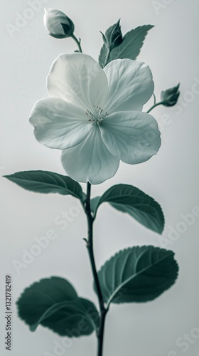 Beautiful White Flower With Green Leaves Displayed Against a Plain Background
