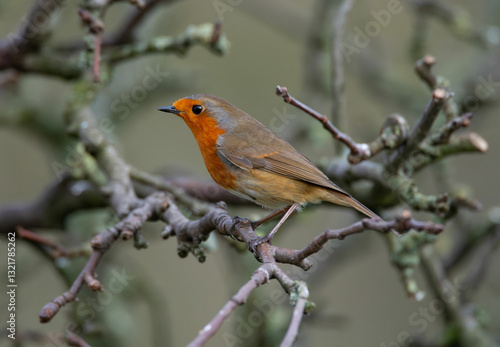 A European robin (Erithacus rubecula) perched in a garden in winter