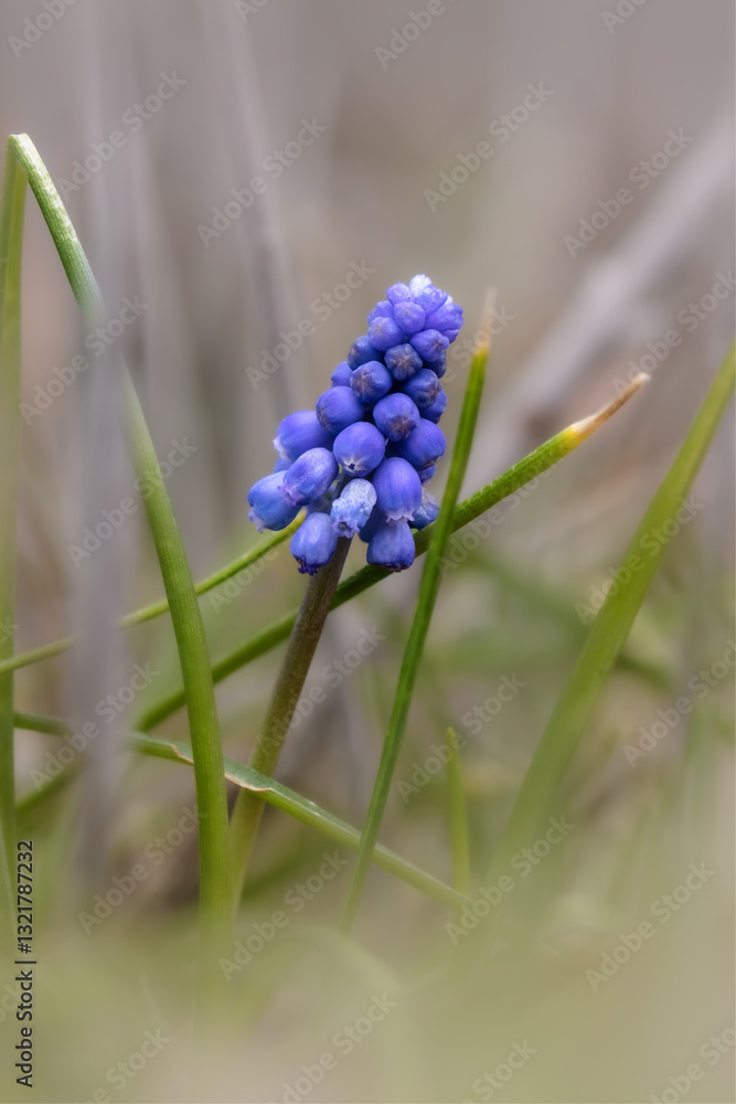 Purple grape hyacinth on a meadow Purple grape hyacinth on a meadow