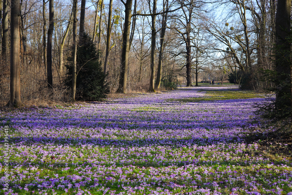 A crocus meadow in the Great Garden, Dresden - Germany A crocus meadow in the Great Garden, Dresden - Germany