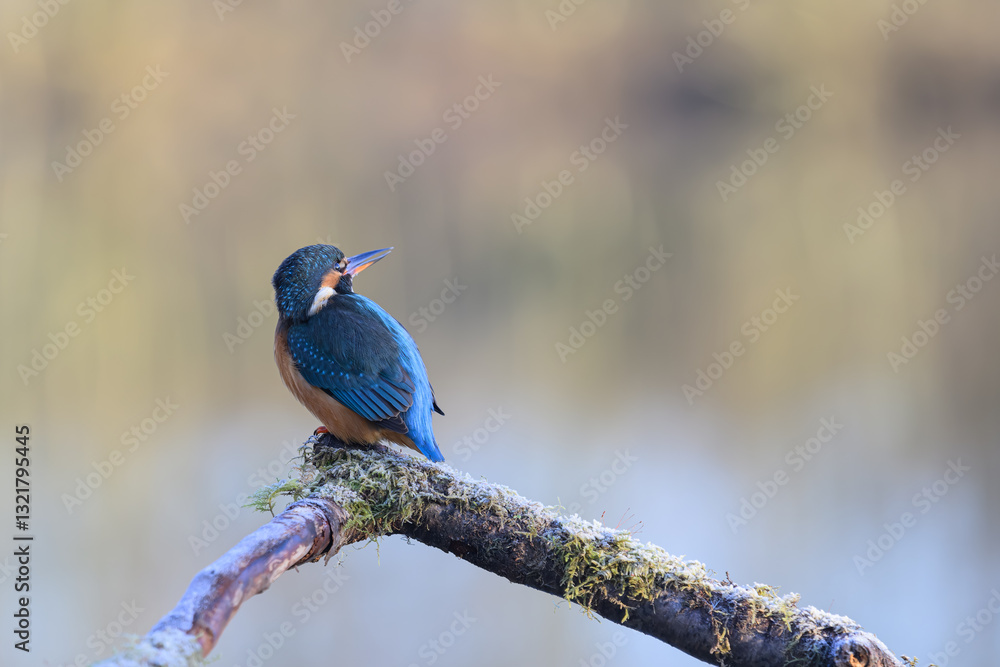 Female Kingfisher, Alcedo athis, perched on a branch Female Kingfisher, Alcedo athis, perched on a branch