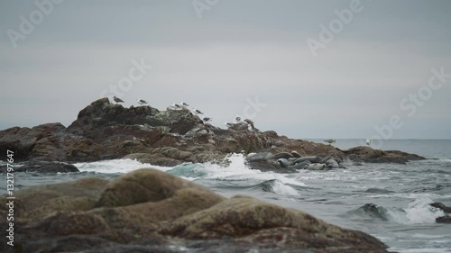 The North Sea. Sakhalin. Beach and rocky cliff with birds