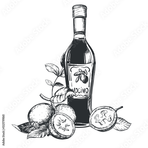 Walnut composition in engraving technique. Unripe walnut seeds whole and halves, leaves and branches. Vector bottle of Italian liqueur Nocino. Linear sketch in black ink on white background.