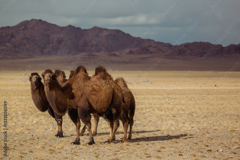 A pair of camels stand in the rugged foothills of western Mongolia, exuding resilience in the harsh and untamed environment.