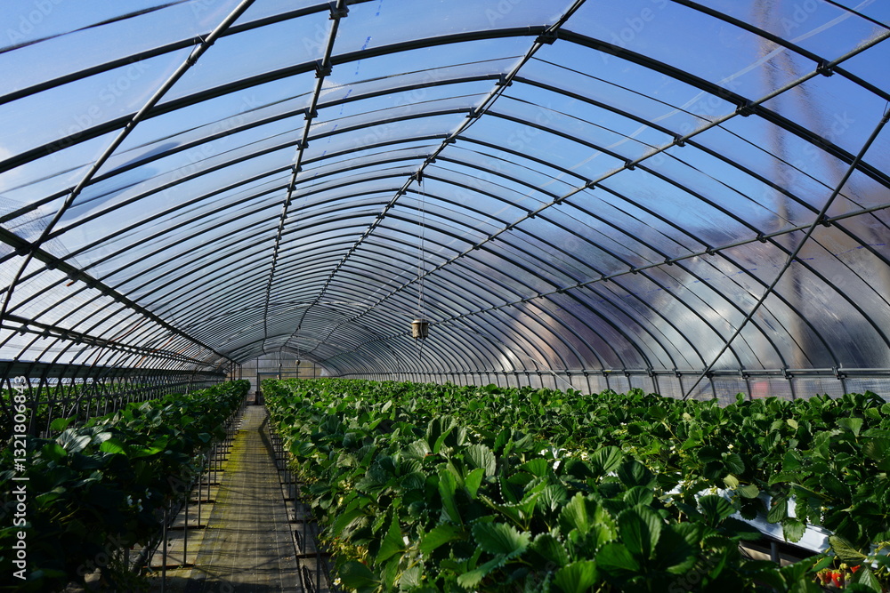 Strawberry picking in Higashiizu Naramoto Kamogun Shizuoka Japan, 静岡県 賀茂郡 東伊豆町 奈良本 日本 2025 Janurary Strawberry picking in Higashiizu Naramoto Kamogun Shizuoka Japan, 静岡県 賀茂郡 東伊豆町 奈良本 日本 2025 Janurary