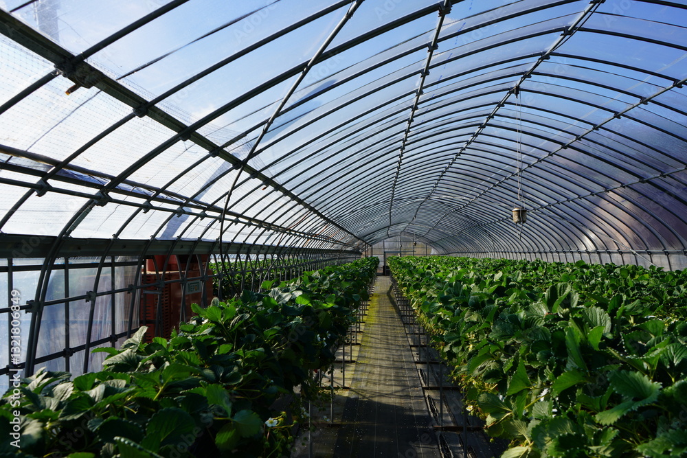 Strawberry picking in Higashiizu Naramoto Kamogun Shizuoka Japan, 静岡県 賀茂郡 東伊豆町 奈良本 日本 2025 Janurary Strawberry picking in Higashiizu Naramoto Kamogun Shizuoka Japan, 静岡県 賀茂郡 東伊豆町 奈良本 日本 2025 Janurary