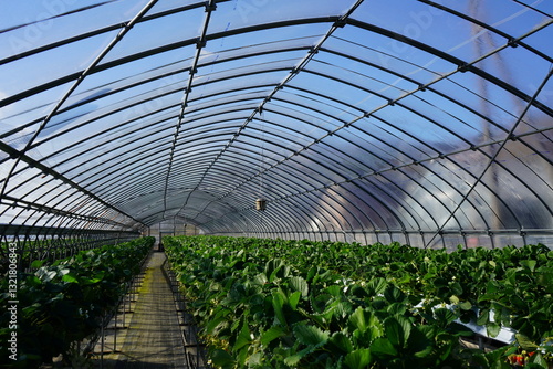 Strawberry picking in Higashiizu Naramoto Kamogun Shizuoka Japan, 静岡県 賀茂郡 東伊豆町 奈良本 日本 2025 Janurary
