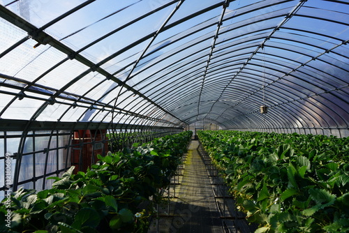 Strawberry picking in Higashiizu Naramoto Kamogun Shizuoka Japan, 静岡県 賀茂郡 東伊豆町 奈良本 日本 2025 Janurary
