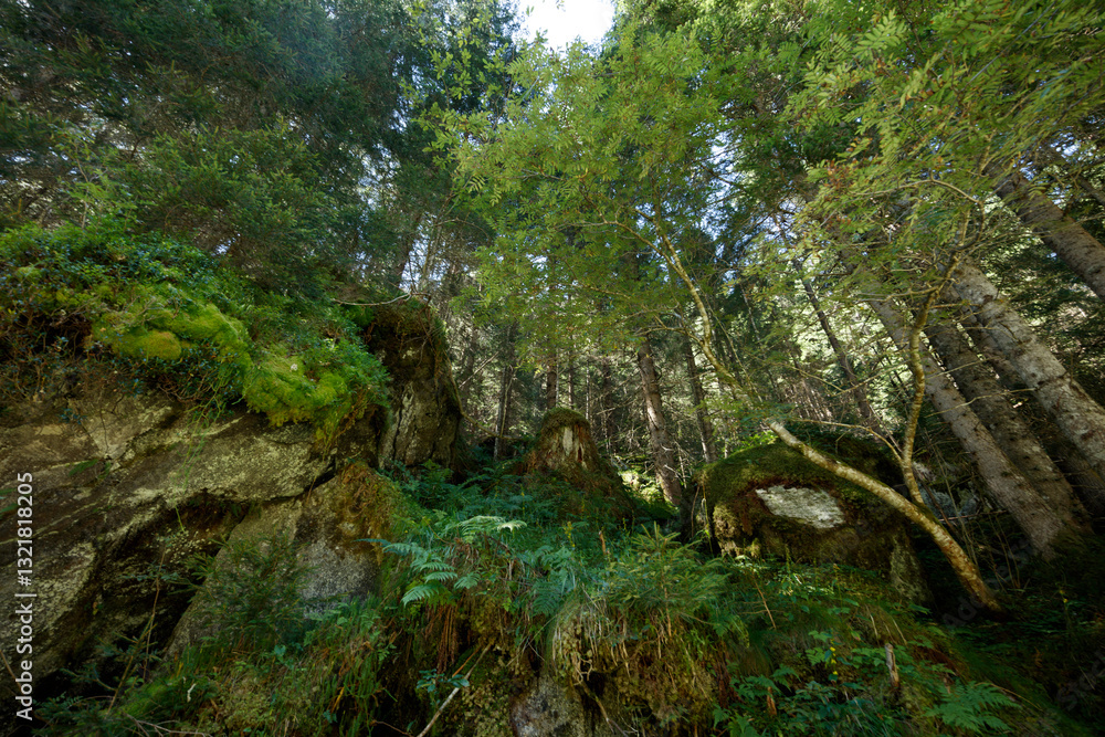 Majestic Zillergrund valley in the Zillertaler Alps near Mayrhofen showcases vibrant nature and towering trees Majestic Zillergrund valley in the Zillertaler Alps near Mayrhofen showcases vibrant nature and towering trees