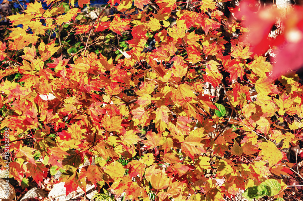 Autumn leaves in foliage season, fall colors