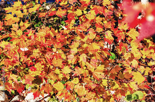 Obraz na płótnie Autumn leaves in foliage season, fall colors w salonie
