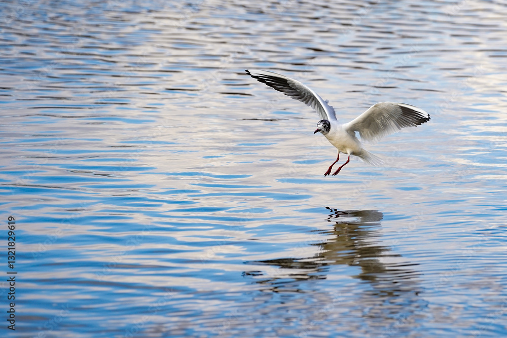 Black-headed gull landing on a river Black-headed gull landing on a river