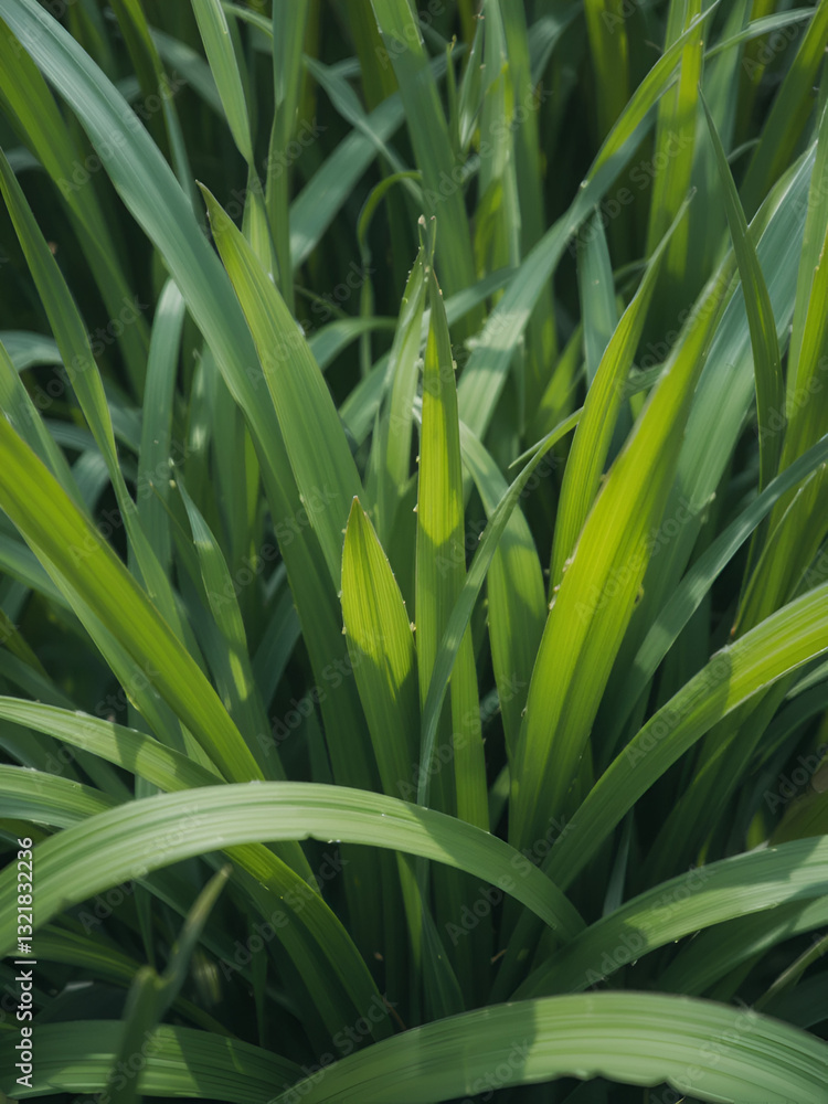 Green grass leaves. Green grass leaves.