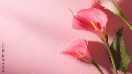 Pink calla lilies with green leaves are on a pink background