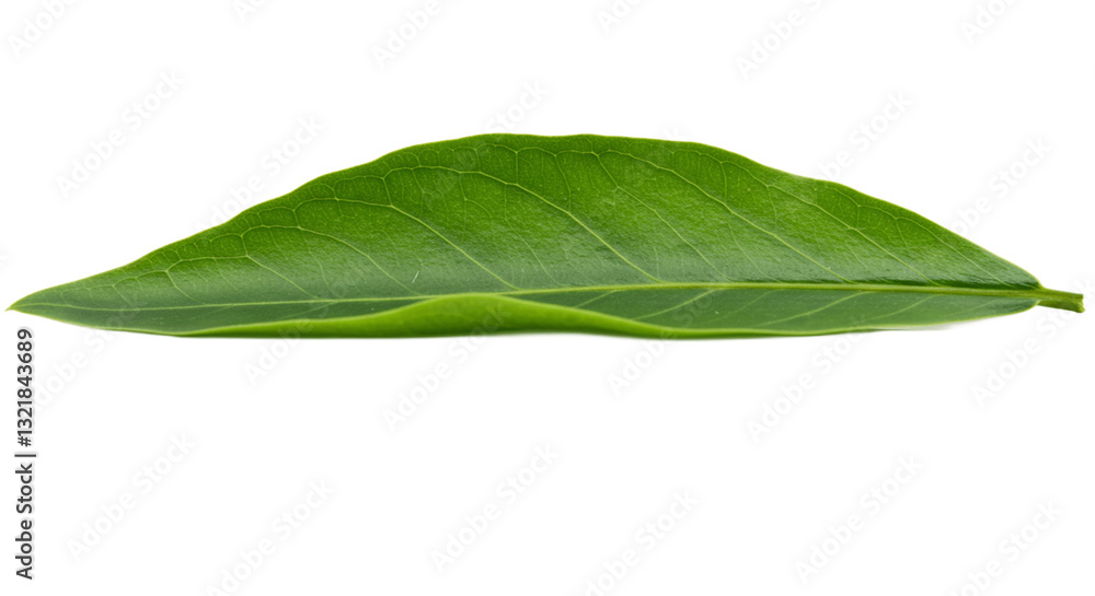 Obraz premium Fresh green leaves isolated 