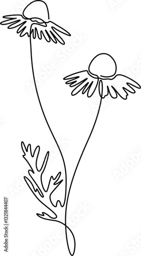 Chamomile flowers elegance continuous line art drawing. 