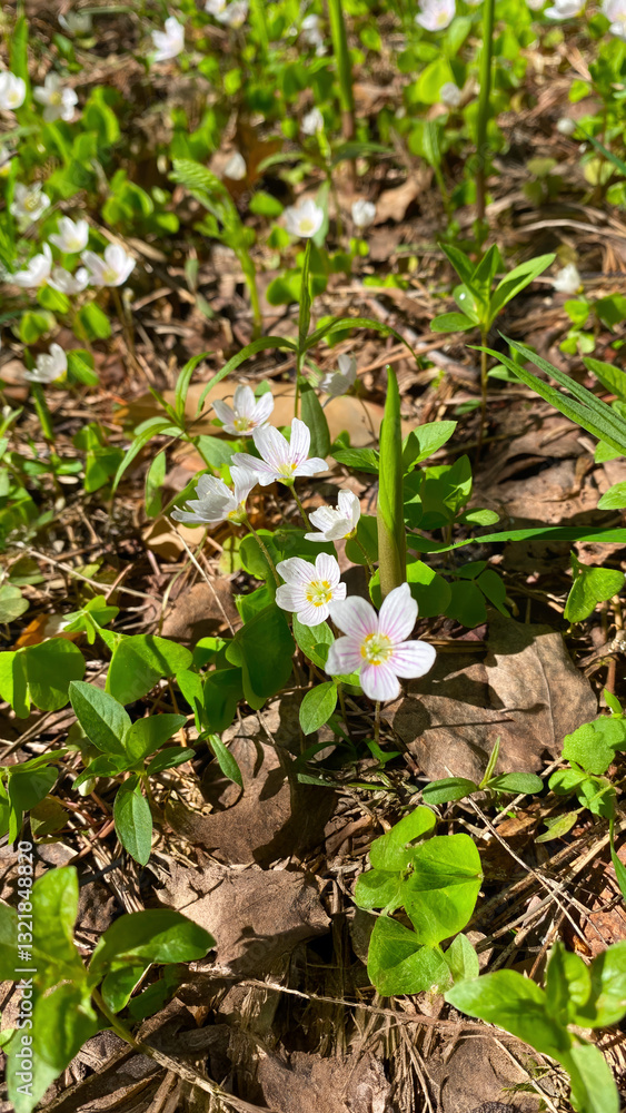 White blooming forest primroses close-up among grass in sunlight in the forest White blooming forest primroses close-up among grass in sunlight in the forest