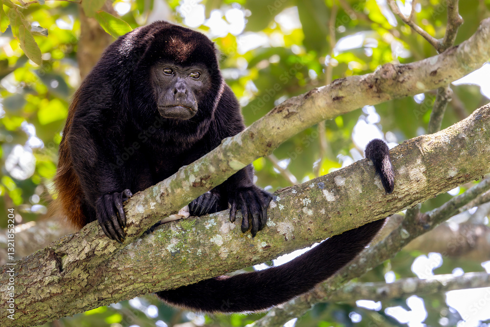 Mantled howler (Alouatta palliata), Costa Rica. Selective focus on monkey's eyes
