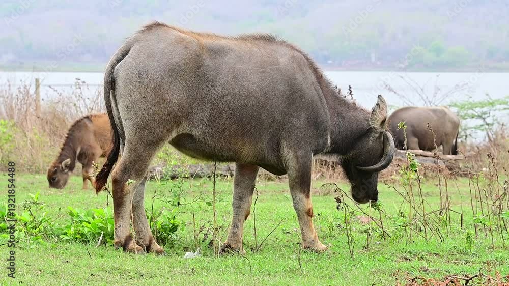 The buffaloes eating grass on the field. The buffaloes eating grass on the field.
