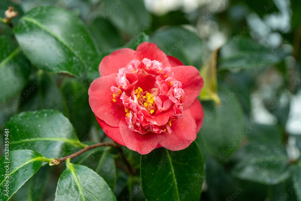 Camellia Red Flower bud with Yellow Stamens. Petal Camellia Red Flower bud with Yellow Stamens. Petal
