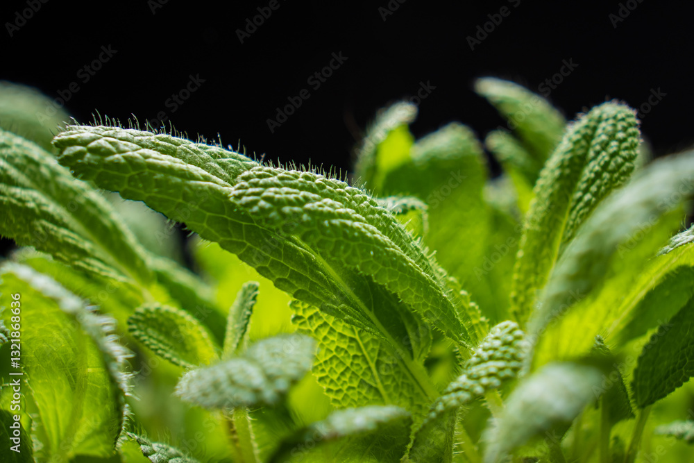 Φωτογραφία Bright green leaves of seedlings flourish vibrantly, showcasing nature's resilie