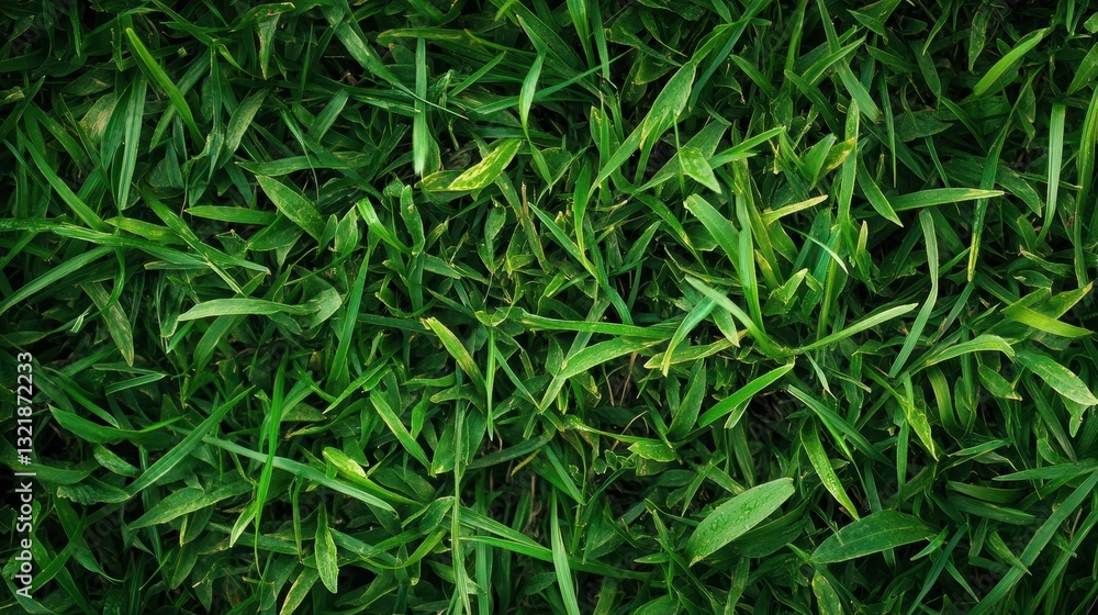 Close-up of fresh green grass with sharp blades in a natural texture Close-up of fresh green grass with sharp blades in a natural texture
