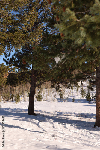 Tire tracks through the snow