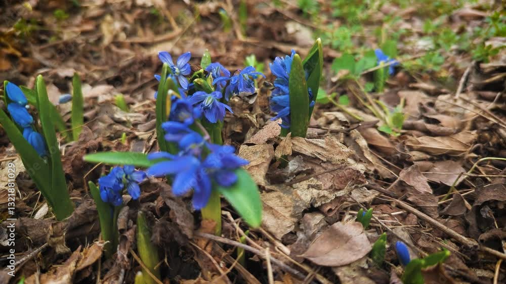 Early first spring blue forest flowers with first bees. Early first spring blue forest flowers with first bees.