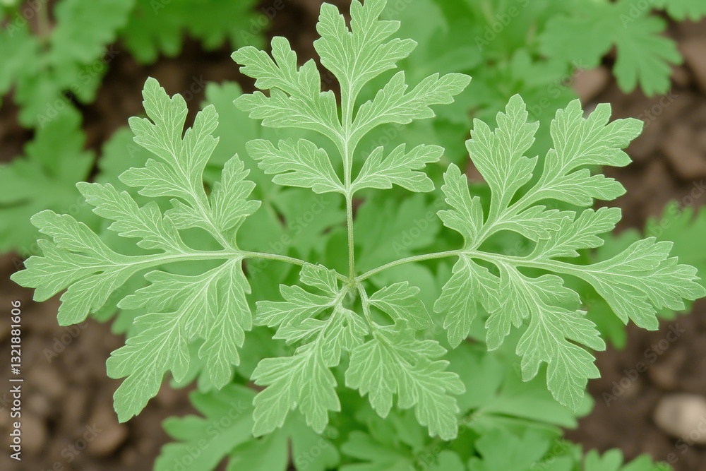 Fresh Green Herb Leaves with Intricate Leaf Patterns in Garden Fresh Green Herb Leaves with Intricate Leaf Patterns in Garden