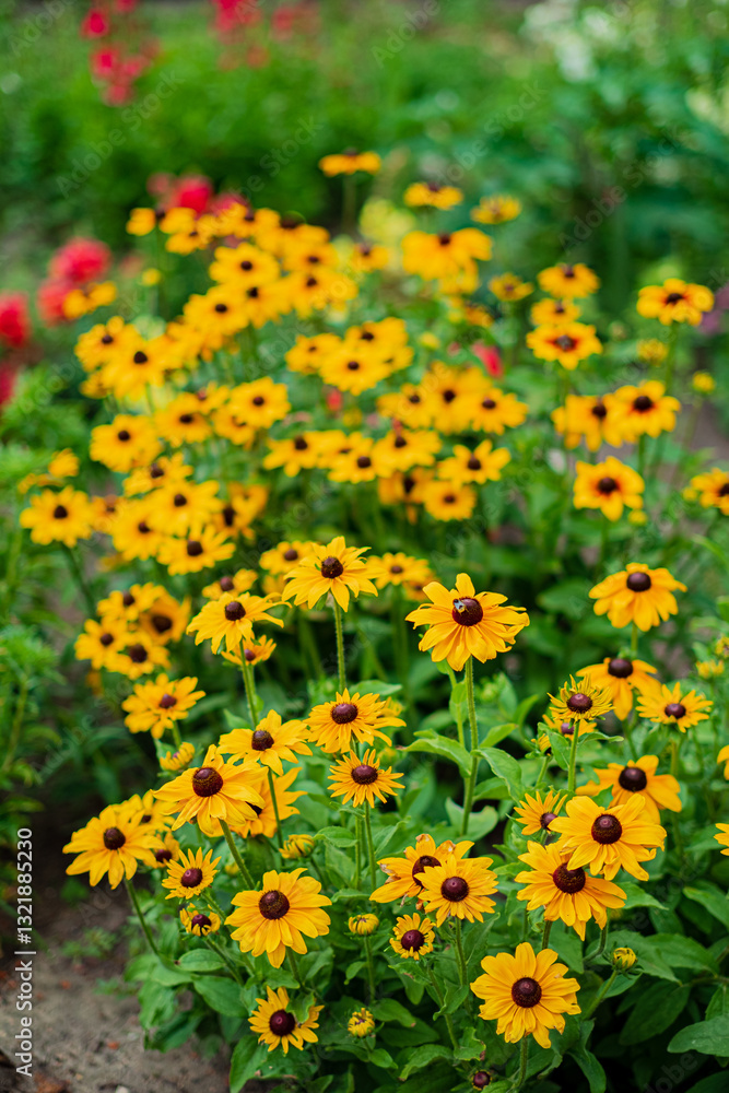 Obraz premium Bright yellow blooms create a cheerful atmosphere in a lush summer garden, attracting pollinators