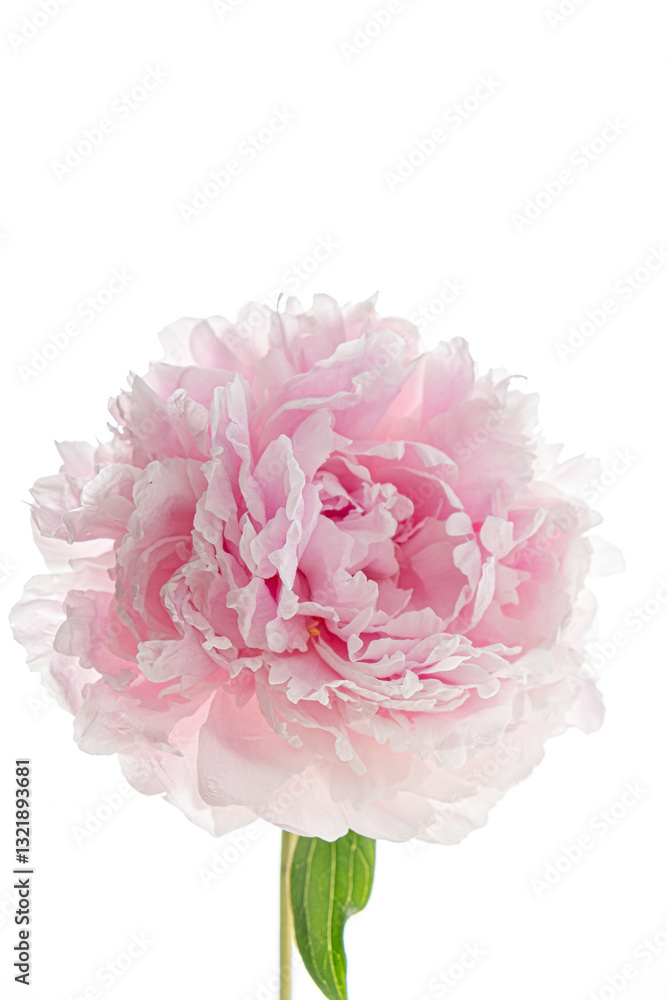 A pink peony blooms gracefully, revealing its layered petals in a vibrant natural setting A pink peony blooms gracefully, revealing its layered petals in a vibrant natural setting