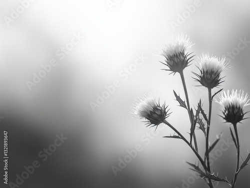 Wallpaper Mural Monochrome Thistles: A Subtle Exploration of Floral Resilience and Beauty Torontodigital.ca