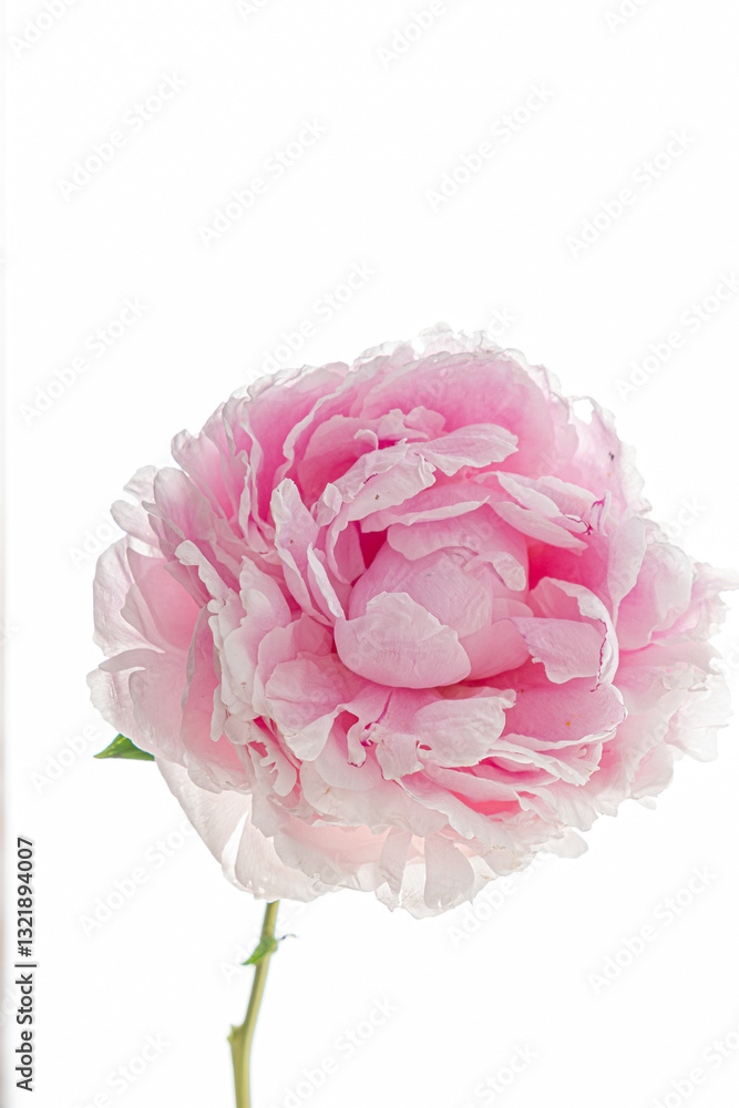 A stunning pink peony stands tall, its lush petals unfolding softly, illuminated in bright light A stunning pink peony stands tall, its lush petals unfolding softly, illuminated in bright light
