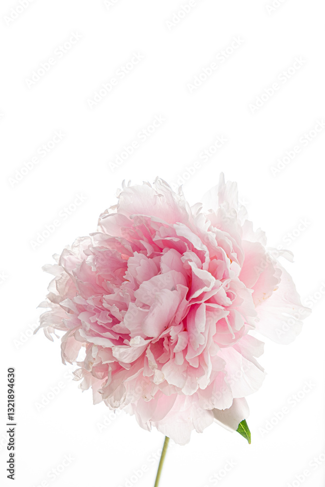 A pink peony blooms with layered petals, bathed in soft light for a tranquil vibe